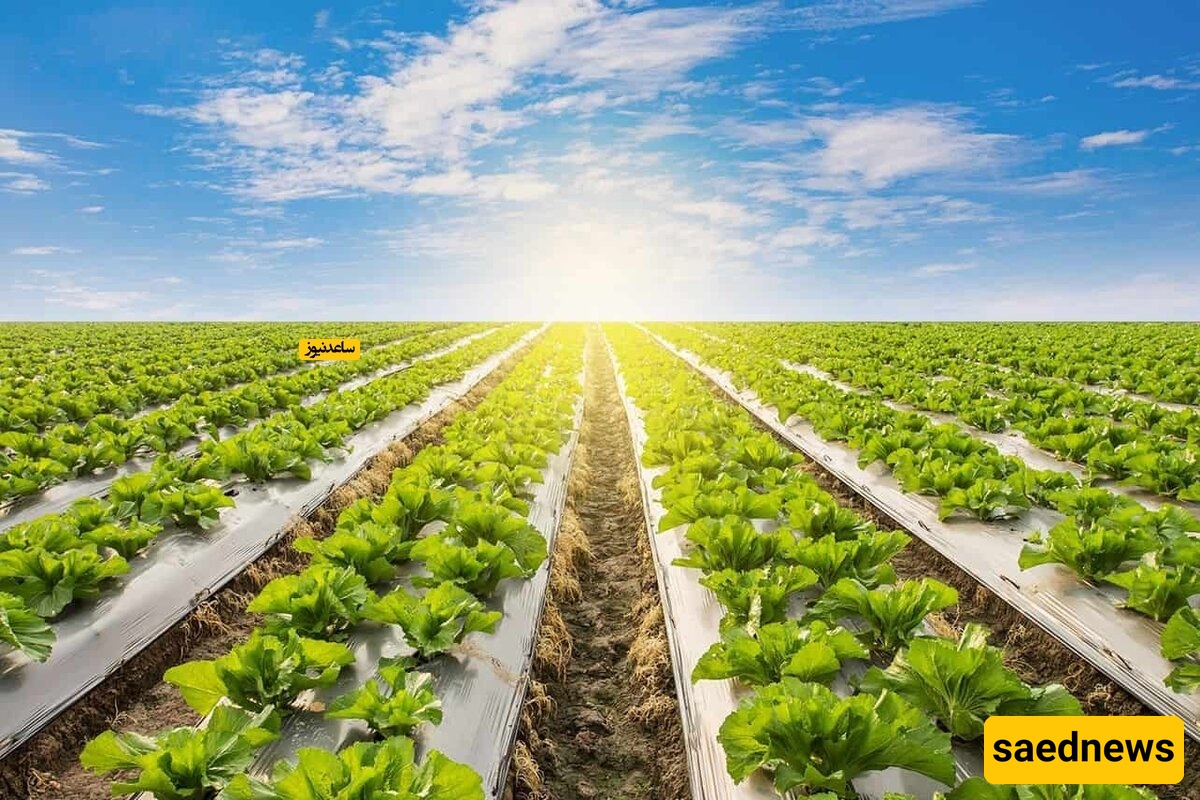 What Is the Use of Mulching in Agriculture? + Key Points