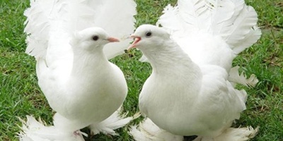 The City Where Its Pigeons Are Millionaires