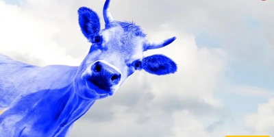 Is There A Blue-Colored Mammal?