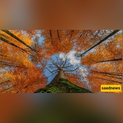 From Misty Groves to Roaring Rivers — 25 Forests to Explore in Mazandaran