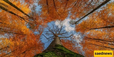 From Misty Groves to Roaring Rivers — 25 Forests to Explore in Mazandaran
