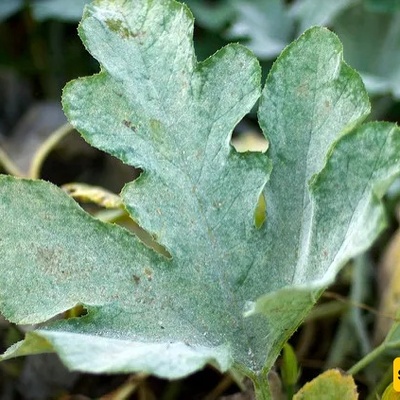 Why Do Plant Leaves Get Dusty Again So Quickly After Cleaning?