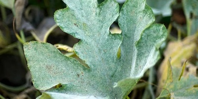 Why Do Plant Leaves Get Dusty Again So Quickly After Cleaning?