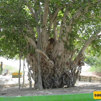 Strange Fig Tree Growing Upside Down from the Ceiling of an Ancient Villa [Photos]