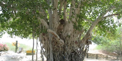 Strange Fig Tree Growing Upside Down from the Ceiling of an Ancient Villa [Photos]