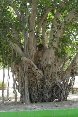 Strange Fig Tree Growing Upside Down from the Ceiling of an Ancient Villa [Photos]