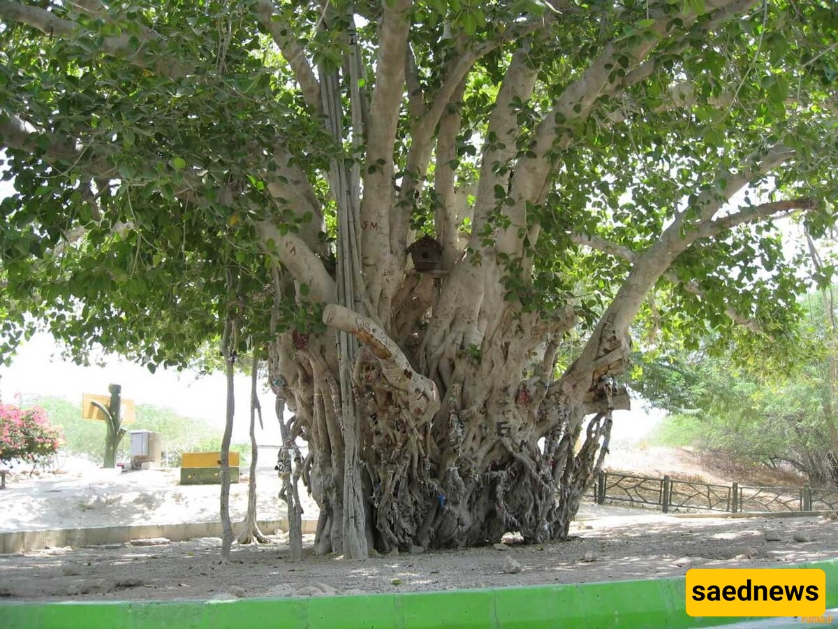 Strange Fig Tree Growing Upside Down from the Ceiling of an Ancient Villa [Photos]
