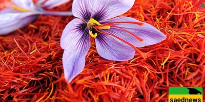 Video | Did You Know Saffron, the Red Gold, Could Help Treat Stress and Parkinson’s?