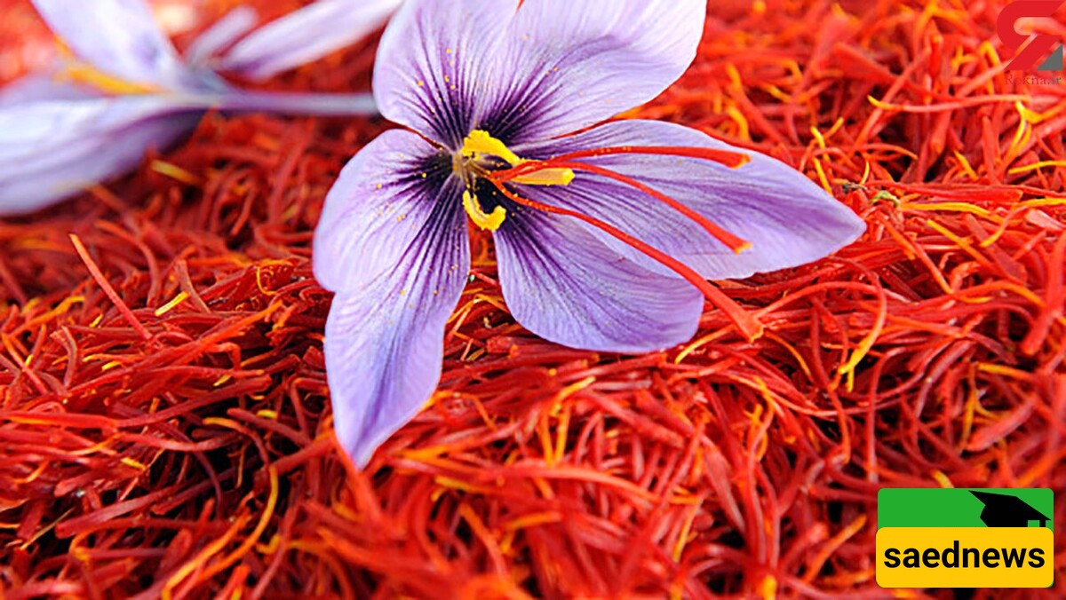 Video | Did You Know Saffron, the Red Gold, Could Help Treat Stress and Parkinson’s?