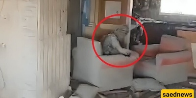 A Look at Yahya Sinwar’s Residence Before and After the Bombing and His Death + Video