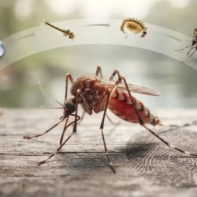 How Long Do Mosquitoes Live? Methods for Reducing and Controlling Mosquitoes
