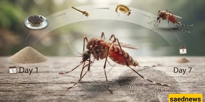 How Long Do Mosquitoes Live? Methods for Reducing and Controlling Mosquitoes