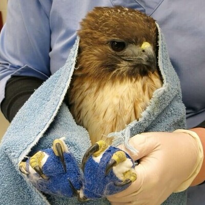 Signs of Leg Fracture in Birds and Treatment Methods