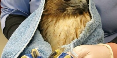 Signs of Leg Fracture in Birds and Treatment Methods