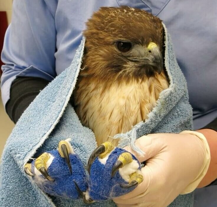 Signs of Leg Fracture in Birds and Treatment Methods