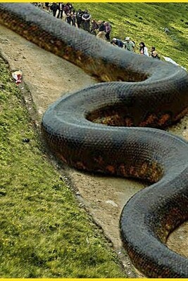 A giant snake is being sent into space + photo