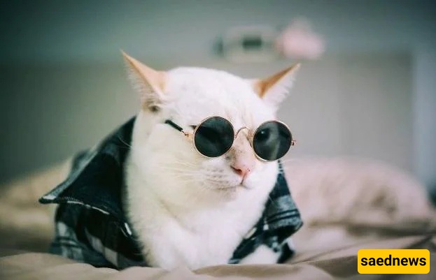  A cat