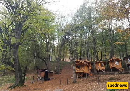 dalekhani forest