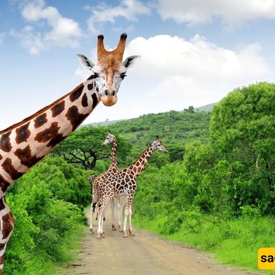 Johannesburg Zoo in South Africa: A Wildlife Haven in the Heart of the City