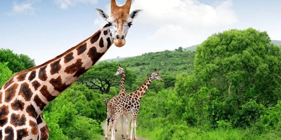 Johannesburg Zoo in South Africa: A Wildlife Haven in the Heart of the City