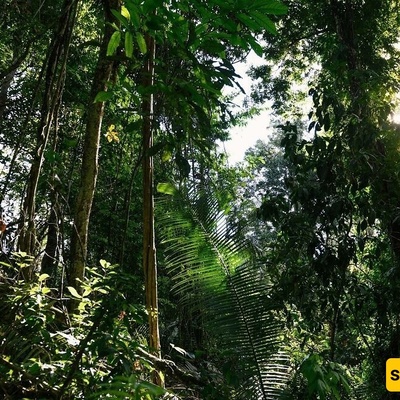 Discovery of a Velvet Creature with 56 Legs in Brazil’s Forests