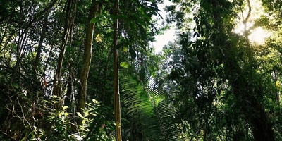 Discovery of a Velvet Creature with 56 Legs in Brazil’s Forests