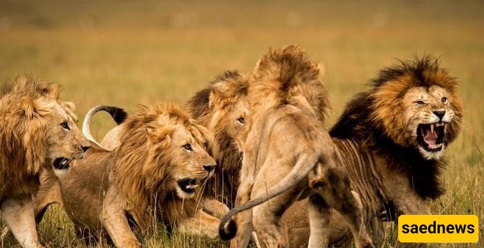 Lions