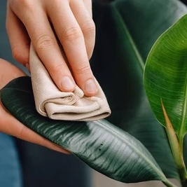 How to Clean Plant Leaves Without Damaging Them