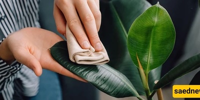 How to Clean Plant Leaves Without Damaging Them