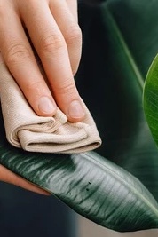 How to Clean Plant Leaves Without Damaging Them