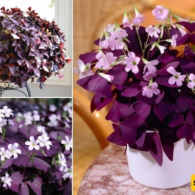 How to Grow and Care for Ornamental Clover