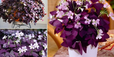 How to Grow and Care for Ornamental Clover
