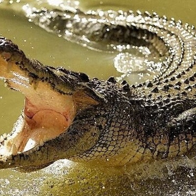 The Story of Three Brothers Assaulting a Crocodile Under the Pretense of Magic