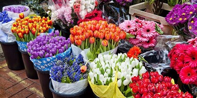 Which Flower is Suitable for Nowruz (Persian New Year)?