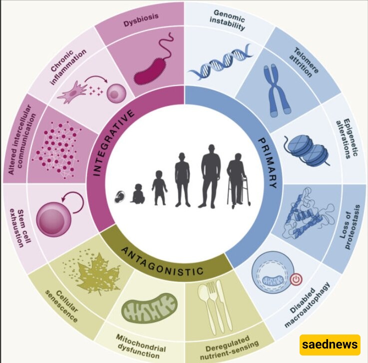 A Tool That Can Estimate Time of Death