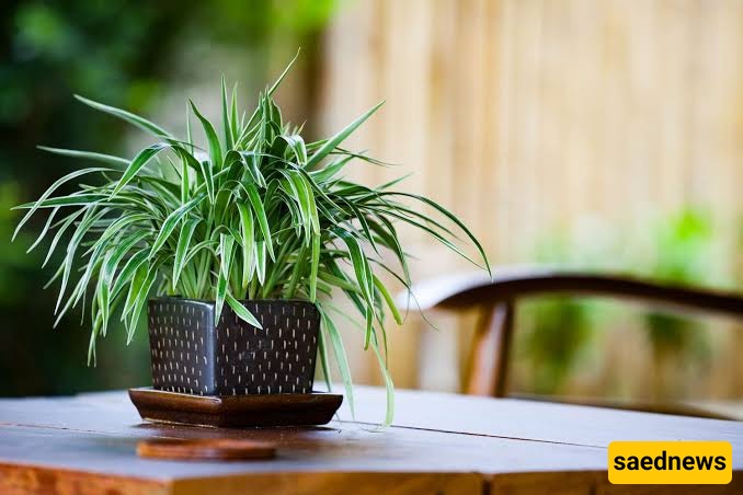 Spider plant