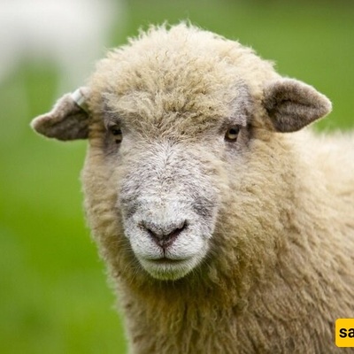 The Strangest Birth on a Farm: Sheep Gives Birth to an Eight-Legged Freak + Photos