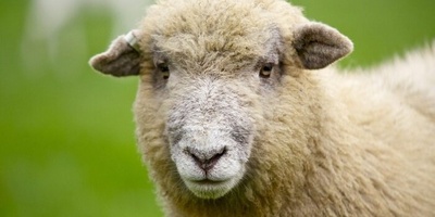 The Strangest Birth on a Farm: Sheep Gives Birth to an Eight-Legged Freak + Photos