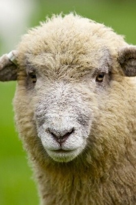 The Strangest Birth on a Farm: Sheep Gives Birth to an Eight-Legged Freak + Photos