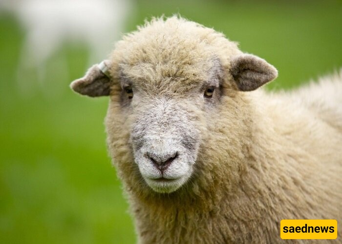 The Strangest Birth on a Farm: Sheep Gives Birth to an Eight-Legged Freak + Photos