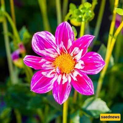 Beautiful Images of Stunning Flowers: A Visual Celebration of Nature’s Elegance