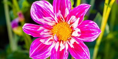 Beautiful Images of Stunning Flowers: A Visual Celebration of Nature’s Elegance