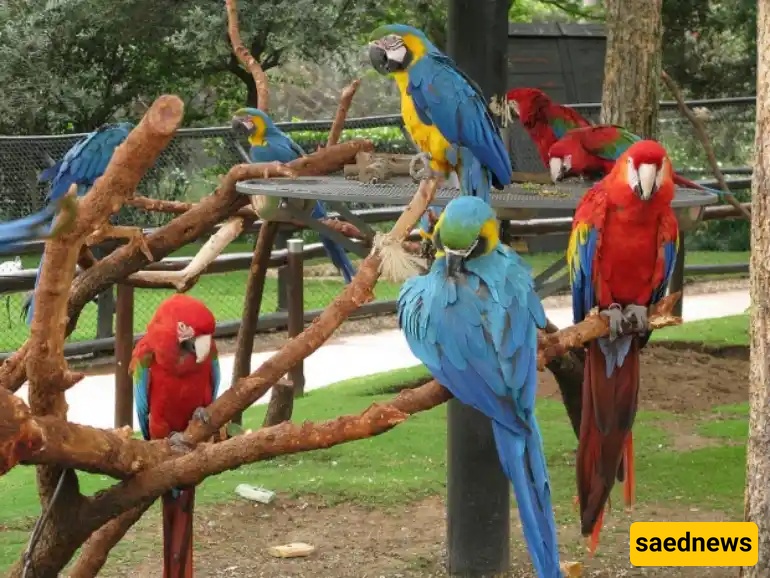  Mashhad Bird Garden