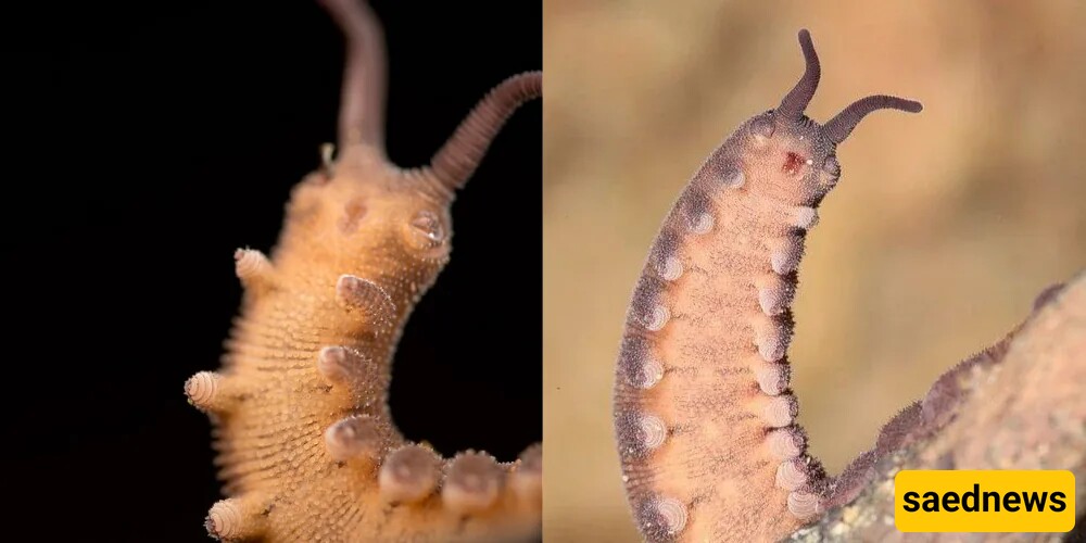 Velvet Worms