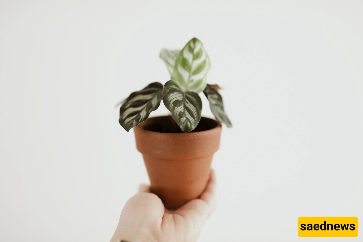 plant
