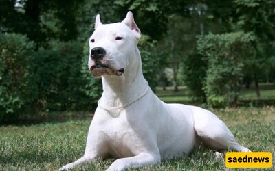 Getting to Know the Dogo Argentino Breed