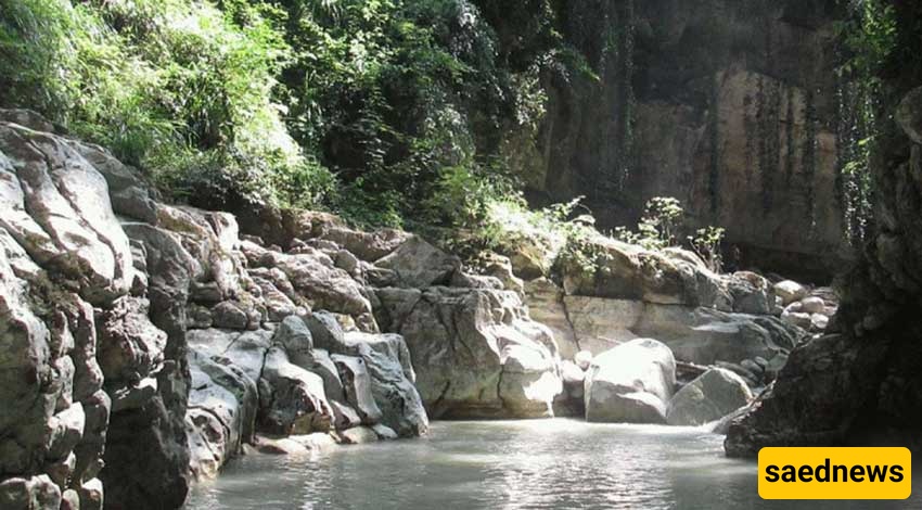Tang-dar Forest
