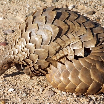 The World’s Most Unusual Animals Call This Park Home