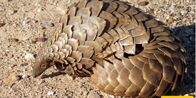 The World’s Most Unusual Animals Call This Park Home