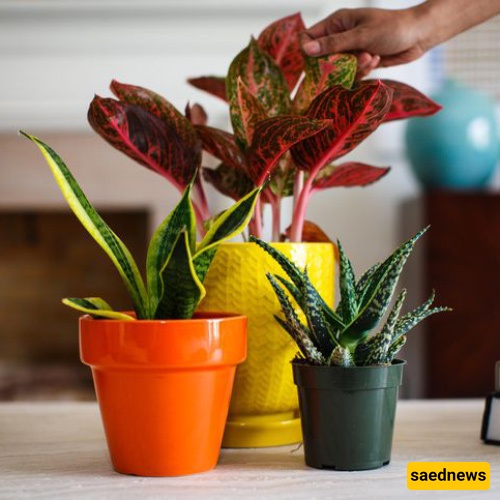 Plants